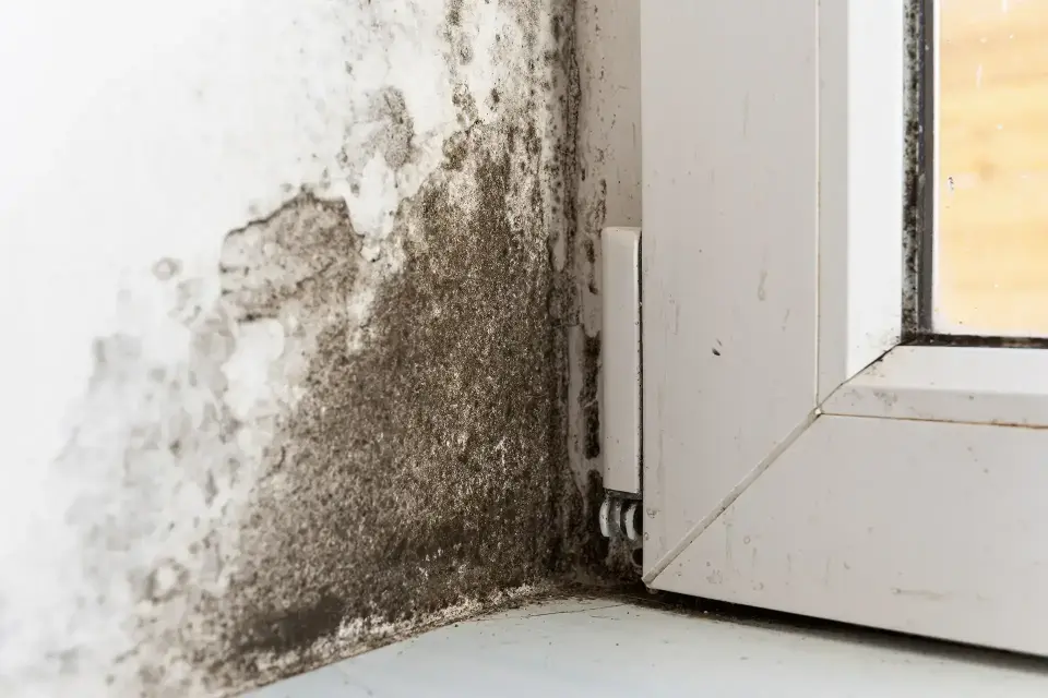 Fort Worth's Trusted Water Damage Specialists — Fort Worth, TX